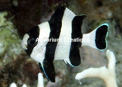 Picture of 3 Stripe Damselfish