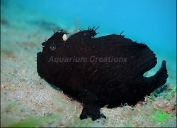 Picture of Black Angler Fish