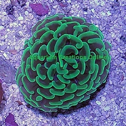 Picture of Aquacultured Branching Hammer Coral, Euphyllia ancora