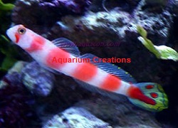 Picture of Aurora Goby