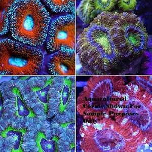 Picture of Aussie Aquacultured Acanthastrea Lordhowensis Package