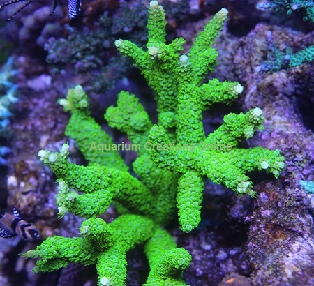 Picture of Bali Green Slimer (Acropora yongei), Aquacultured By ACOL