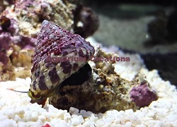 Picture of Banded Trochus Snails
