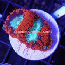 Picture of Aussie Aquacultured Ruby Red & Mint Green Blastomussa Wellsi Polyps