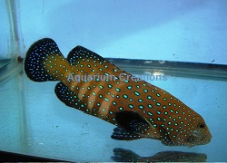 Picture of Blue Spotted Grouper