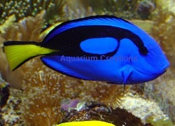 Picture of Blue Hippo Tang