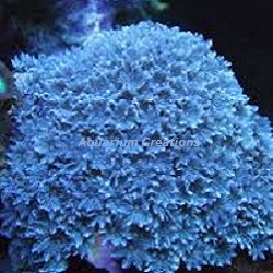 Picture of Blue Xenia Coral, Aquacultured 
