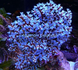 Picture of Blueberry Sea Fan