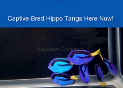 Picture of Captive-Bred Blue Hippo Tangs
