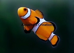 Picture of Captive Bred Ocellaris Clownfish