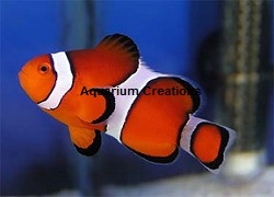 Picture of Ocellaris Clownfish