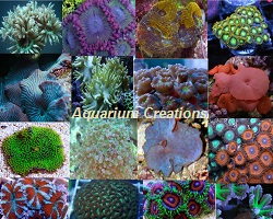 Picture of Hardy LPS & Soft Coral Frag Package