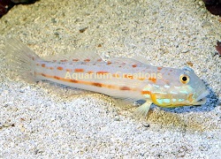 Picture of Diamond Watchman Goby