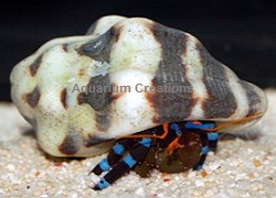 Picture of Electric Blue Hermit Crab