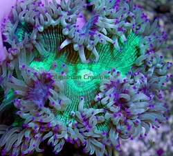 Picture of Australian Elegance Coral, Catalaphyllia jardinei
