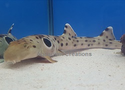Picture of Captive Bred Epaulette Sharks
