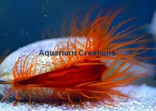 Picture of Atlantic, Red Flame Scallop