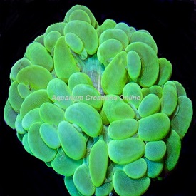 Picture of Aquacultured Green Bubble Coral, Physogyra sp.