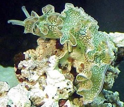 Picture of Green Lettuce Sea Slug