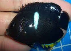 Picture of Melas Angelfish