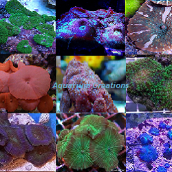 Picture of Mushroom Coral Pack