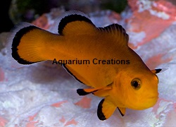 Picture of Naked Ocellaris Clownfish