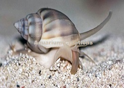 Picture of Large Super Tongan Nassarius Snail