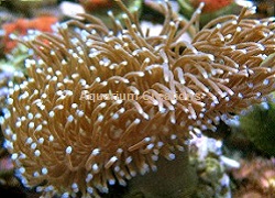 Picture of Long Polyp Leather Coral