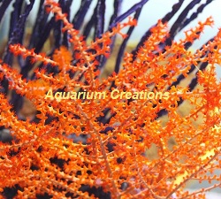 Picture of Orange Tree Gorgonian
