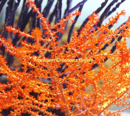 Picture of Orange Tree Gorgonian