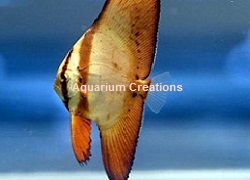 Picture of Orbiculate Batfish