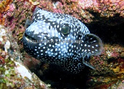 Picture of Blue/White Female Arothron Puffer