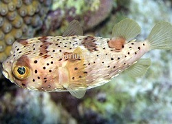 Picture of Porcupine Puffer Fish