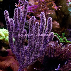 Picture of Purple Candelabra Sea Fan