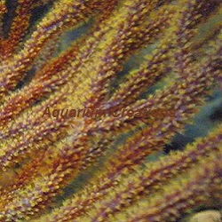 Picture of Rusty Gorgonian