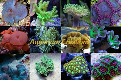 Picture of Aquarium Creations Soft Coral Package