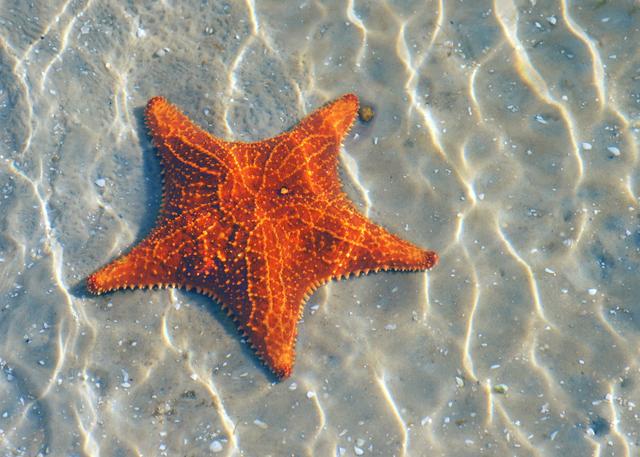 Deep Sea Brittle Star Diet Pills