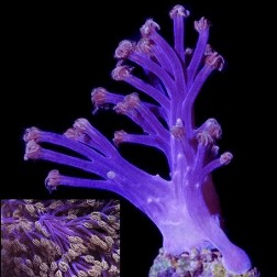 Picture of Vargas Purple Monster Xenia Cespitularia, Aquacultured