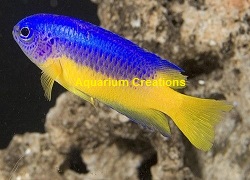 Picture of Golden Belly Damselfish