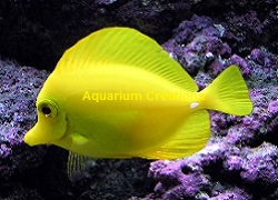 Picture of Yellow Tang,Zebrasoma flavescens (Hawaii)