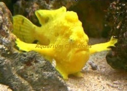 Picture of Yellow Angler fish