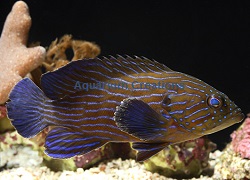 Picture of Blue line Grouper