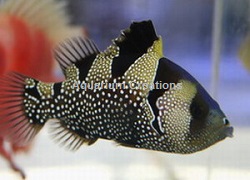 Picture of Clown Grouper