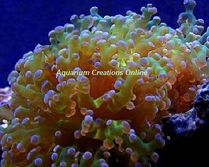 Picture of Bicolor Frogspawn Coral, Euphyllia divisa, Australia