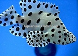 Picture of Panther Grouper 
