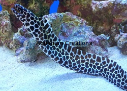 Picture of a Tessalata Eel