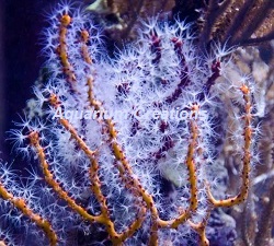 Picture of Yellow Finger Gorgonian