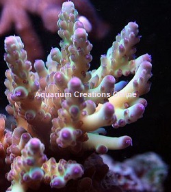 Picture of Pink Acropora Loripes, Aquacultured by ACOL