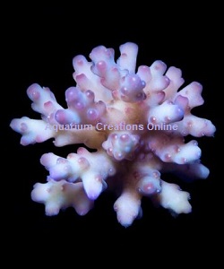 Picture of Raspberry Acropora Loripes, Aquacultured by ACOL