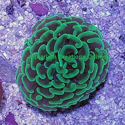 Picture of Aquacultured Branching Hammer Coral